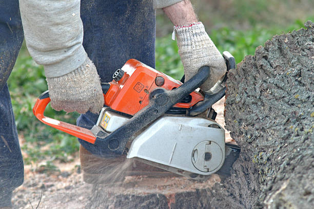 Professional Tree Removal Services in Winfield, TN