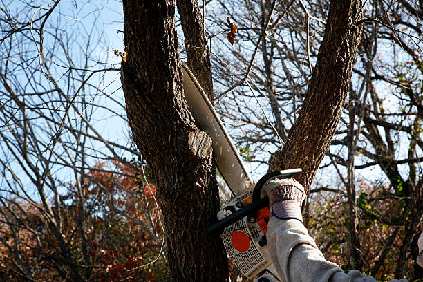 How Our Tree Care Process Works  in  Winfield, TN